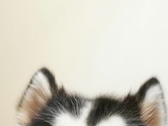 -同济大学四平路校区游泳馆