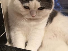 -猫儿山۰猫主题餐厅