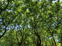 -大兴滨河森林公园