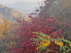 -大岭沟猕猴桃谷风景区