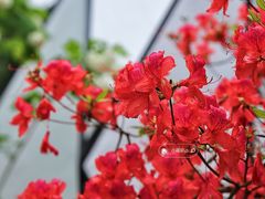 -深圳市中科院仙湖植物园