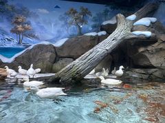 -海合安青岛极地海洋公园