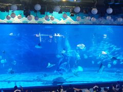 -烟台海昌鲸鲨海洋公园