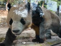 -都江堰中华大熊猫苑