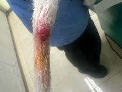 -瑞派申生动物医院·24H夜诊·国际动物医疗中心·骨外科(吴中路店)