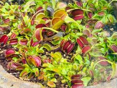 -国家植物园南园