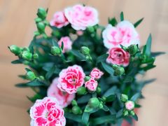 -双季花艺园艺市场(浦东店)