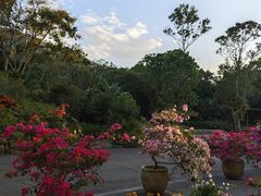 -深圳仙湖植物园