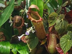 -国家植物园南园