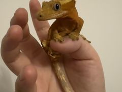 -酷以爬仙阁实体爬宠店·守宫·蜥蜴·专业繁育