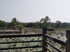-大湾区中央湿地公园