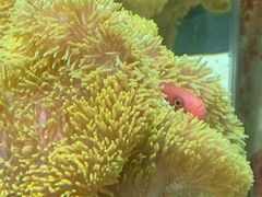 -太平洋海底世界