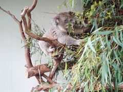 -费瑟代尔野生动物园