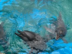 -珠海长隆海洋王国
