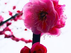 -重庆彩云湖湿地公园