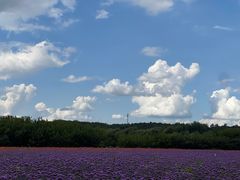 -莲花山花海