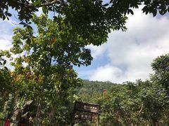 -呀诺达热带雨林