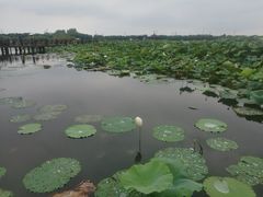 -荷塘月色湿地公园·向阳花洲