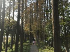 -上海长兴岛郊野公园