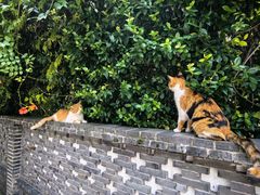 -龙华素斋(龙华路店)