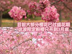 -天适樱花悠乐园