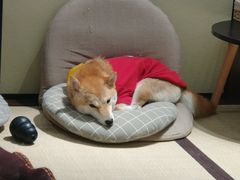 -逗柴咖啡屋·狗咖猫咖宠物桌游