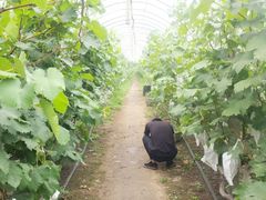 -马陆小张葡萄园农家乐