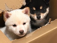 -翊宠yipet猫狗购宠庄园
