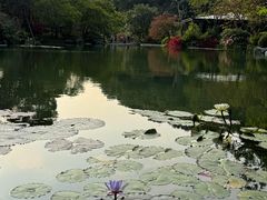 -云溪植物园
