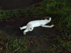 -自由港KTV(王子公主金平店)