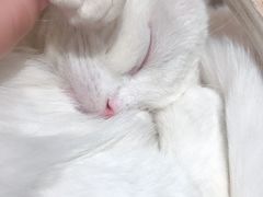 -飞行喵MR PILOT|猫舍·猫咖(静安大融城店)