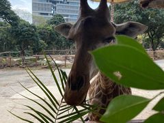 -深圳野生动物园