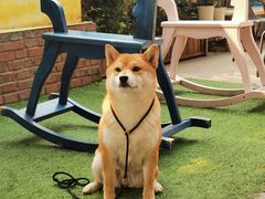 -柴犬高等学院·狗咖·柴犬售卖·宠物训练