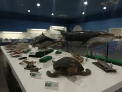 景点-上海长兴岛郊野公园