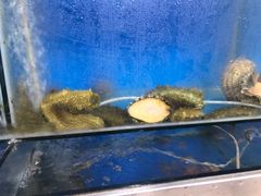 -宾朋海鲜特色美食餐厅·纯手工鲅鱼水饺(兴海路店)