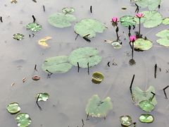 -珠海圆明新园