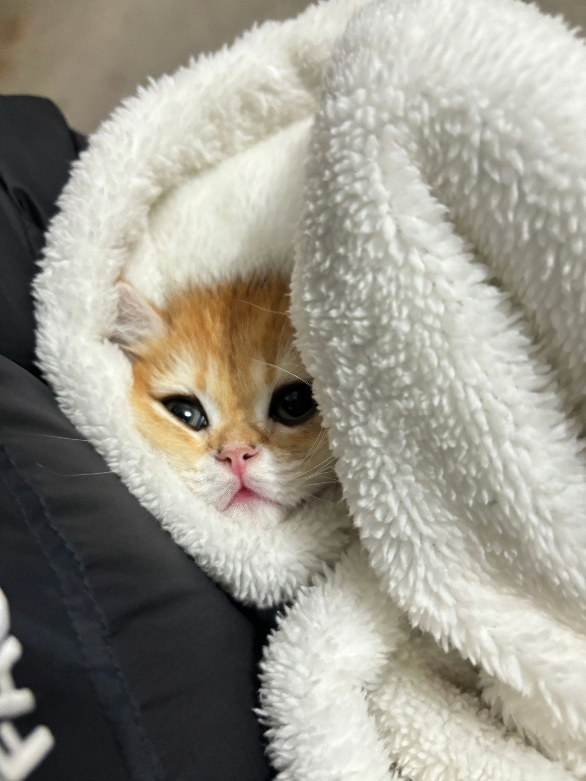 小猫床上呼呼大睡