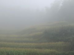 -紫鹊界梯田景区