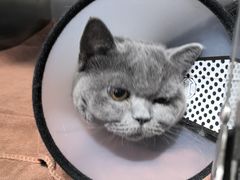 -佑安动物医院·全科·内窥镜中心(幸福巷店)