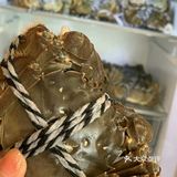 正宗的阳澄湖大闸蟹