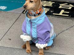 -伟伟宠物医院·CT影像中心·瑞派犬猫综合性门诊(汉口总院)