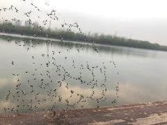 -淇河金沙滩