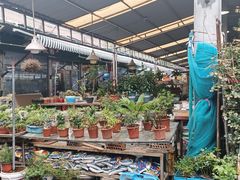 -曲阳花鸟市场(曲阳路店)