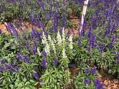 -松山湖梦幻百花洲