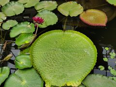 -国家植物园南园