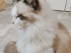 -楼上猫咖(罗湖店)