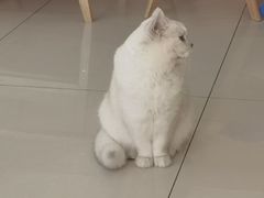 -鼓捣猫呢主题猫咖店