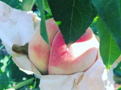 -南汇水蜜桃采摘(大团店)