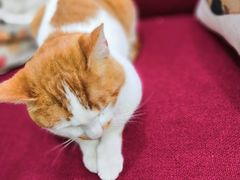 -猫亿天猫咖