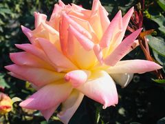 -人民公园(罗湖区)